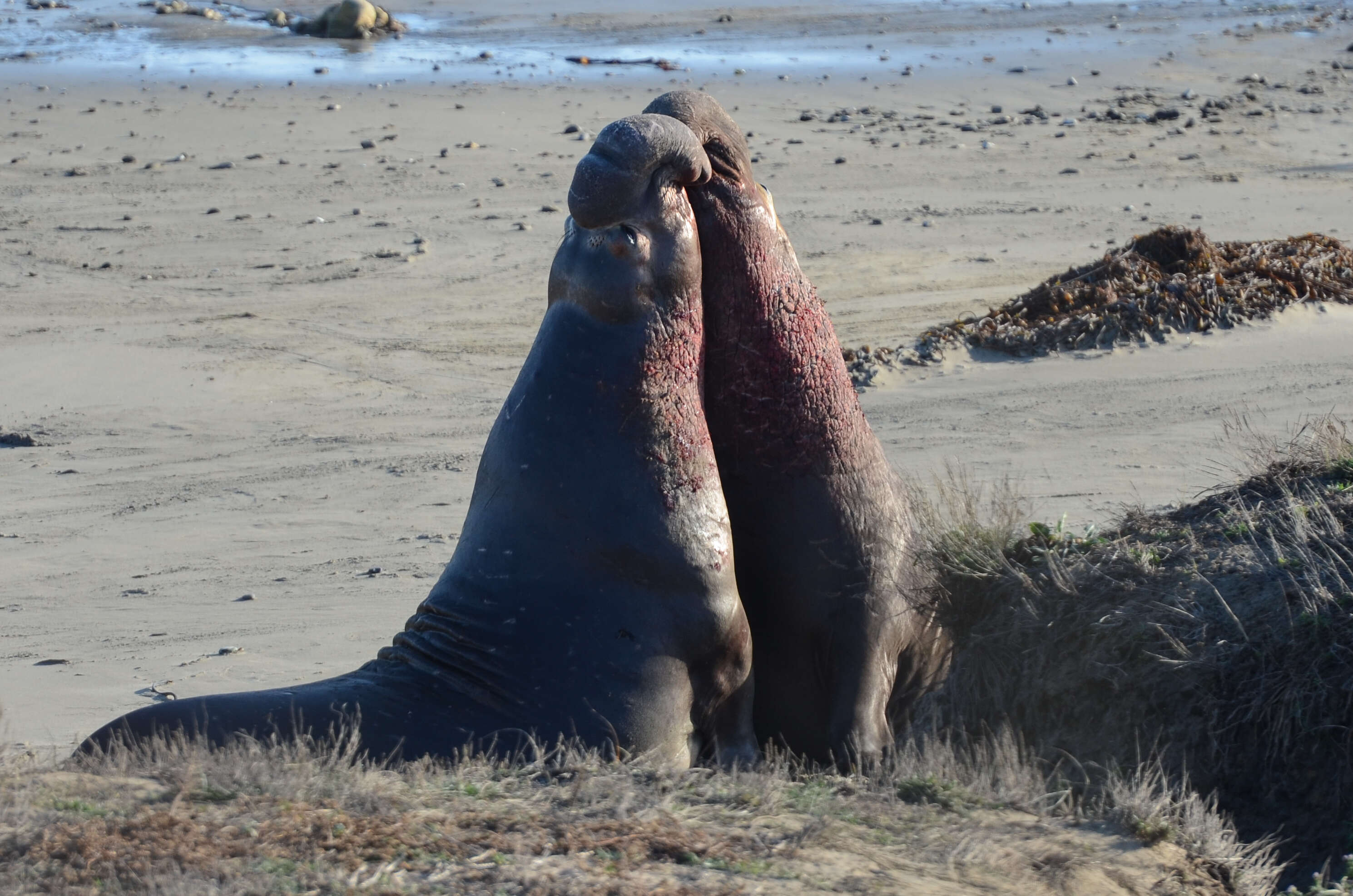 Image of Northern Elephant Seal