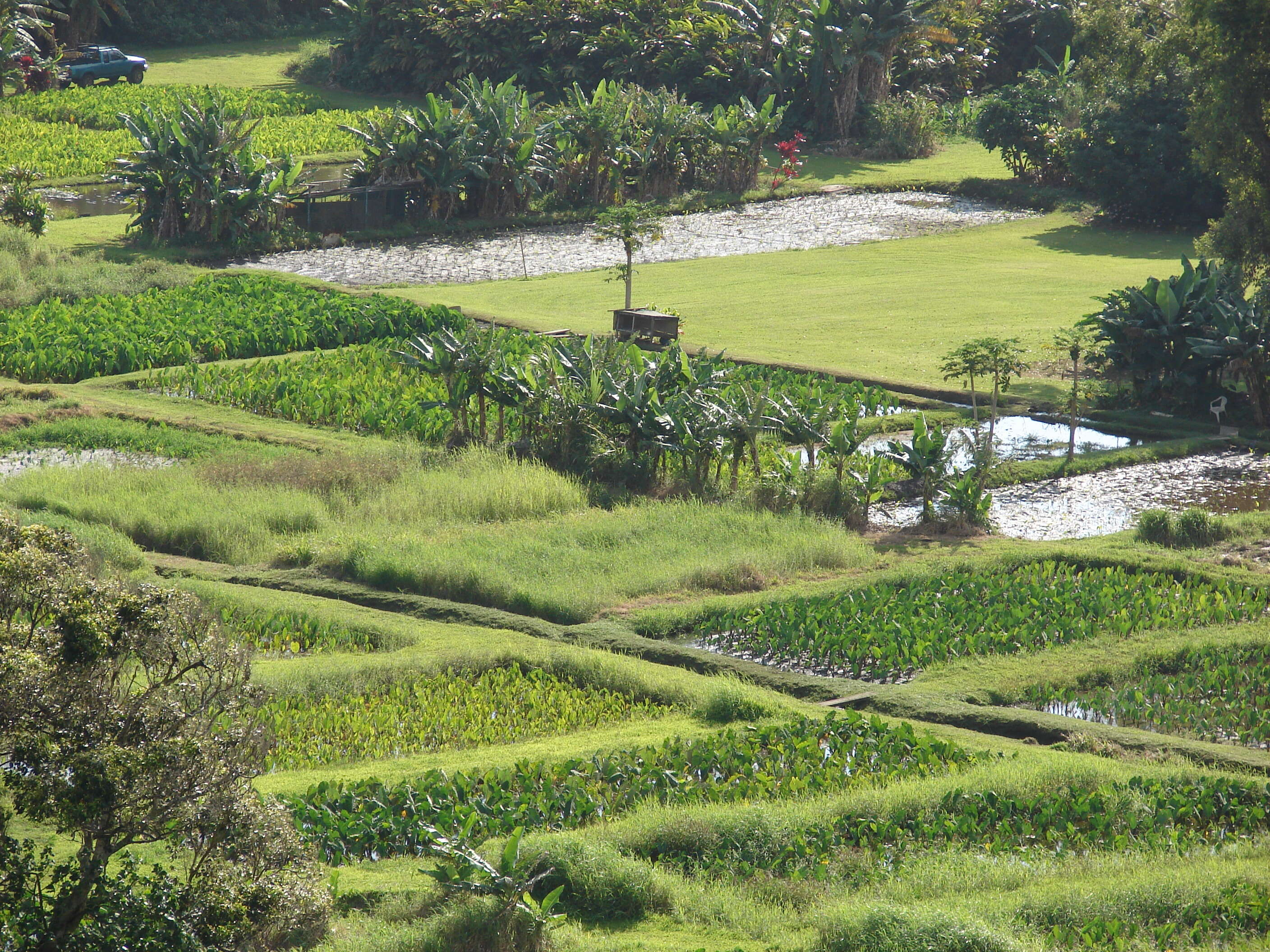 Image of Wild Taro