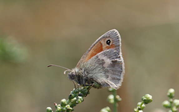 Image of small heath