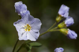 Image de Polemonium pulcherrimum Hook.