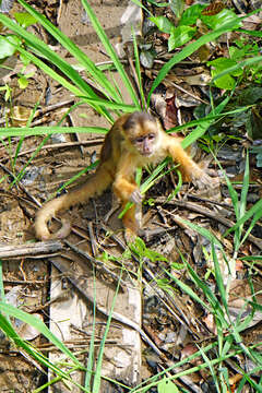 Image of Spix's white-fronted capuchin