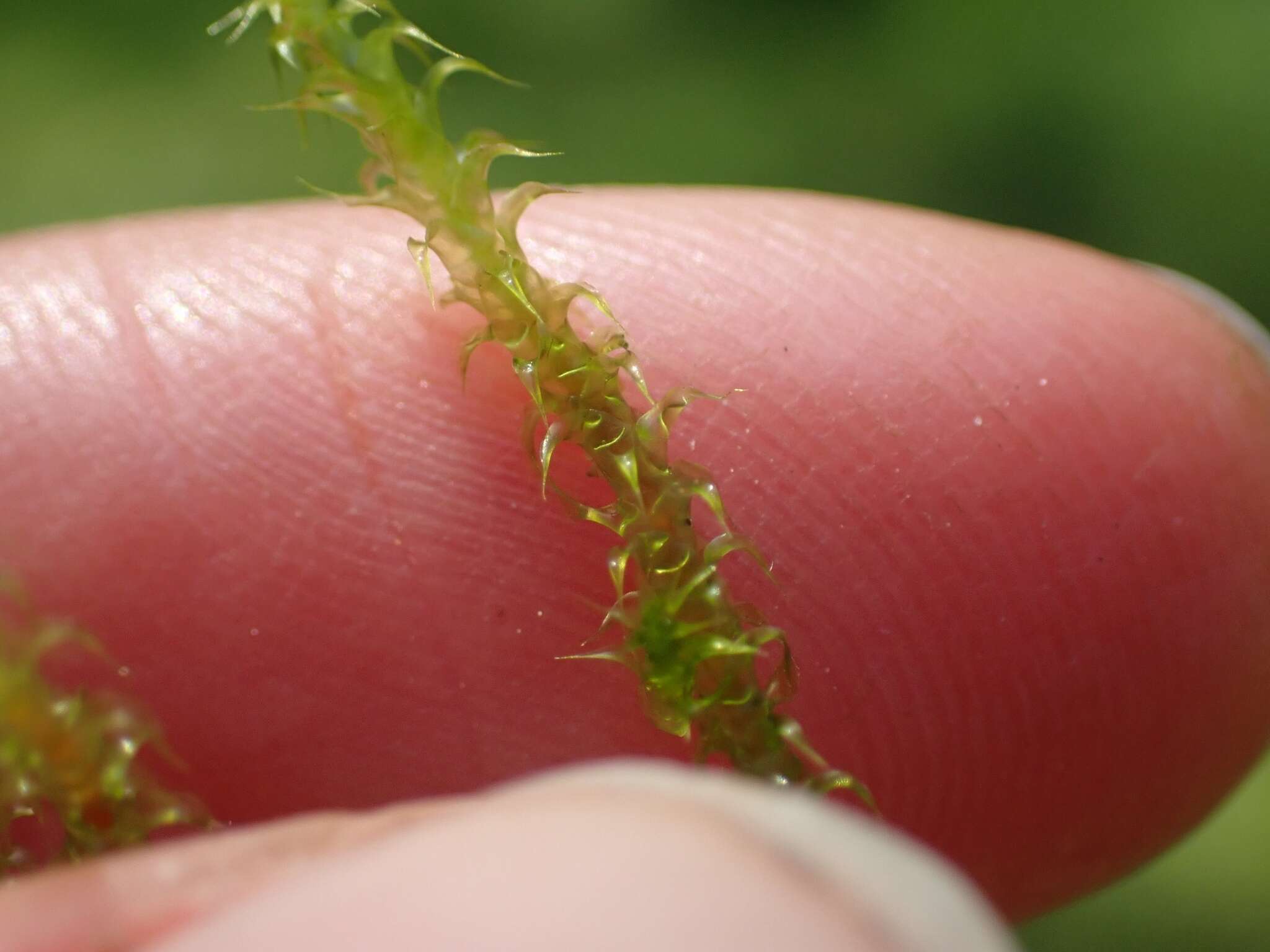 Image of square goose neck moss