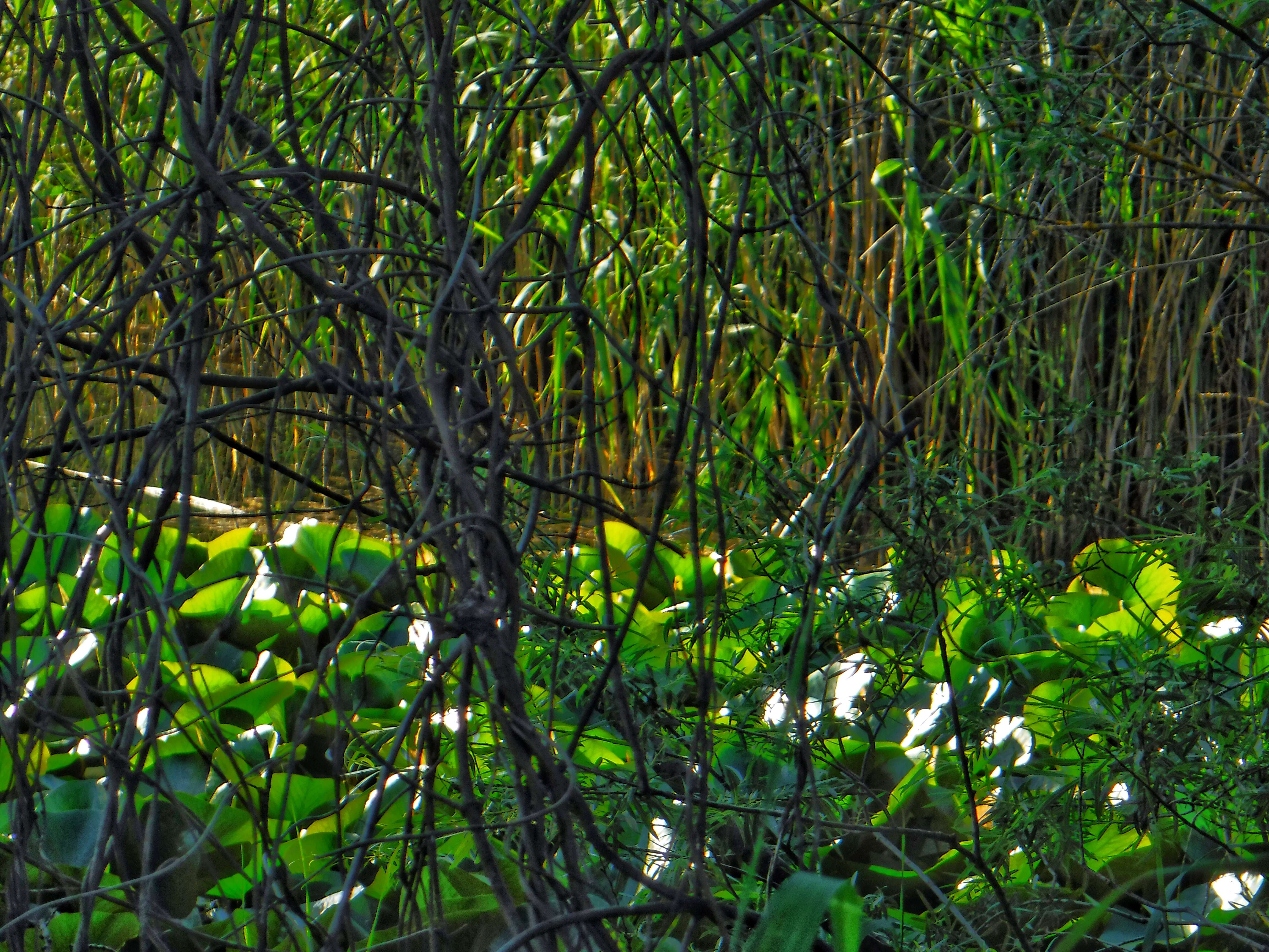 Image of waterlilies