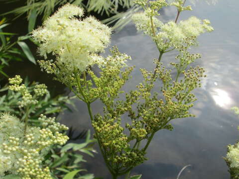 Image of Meadowsweet