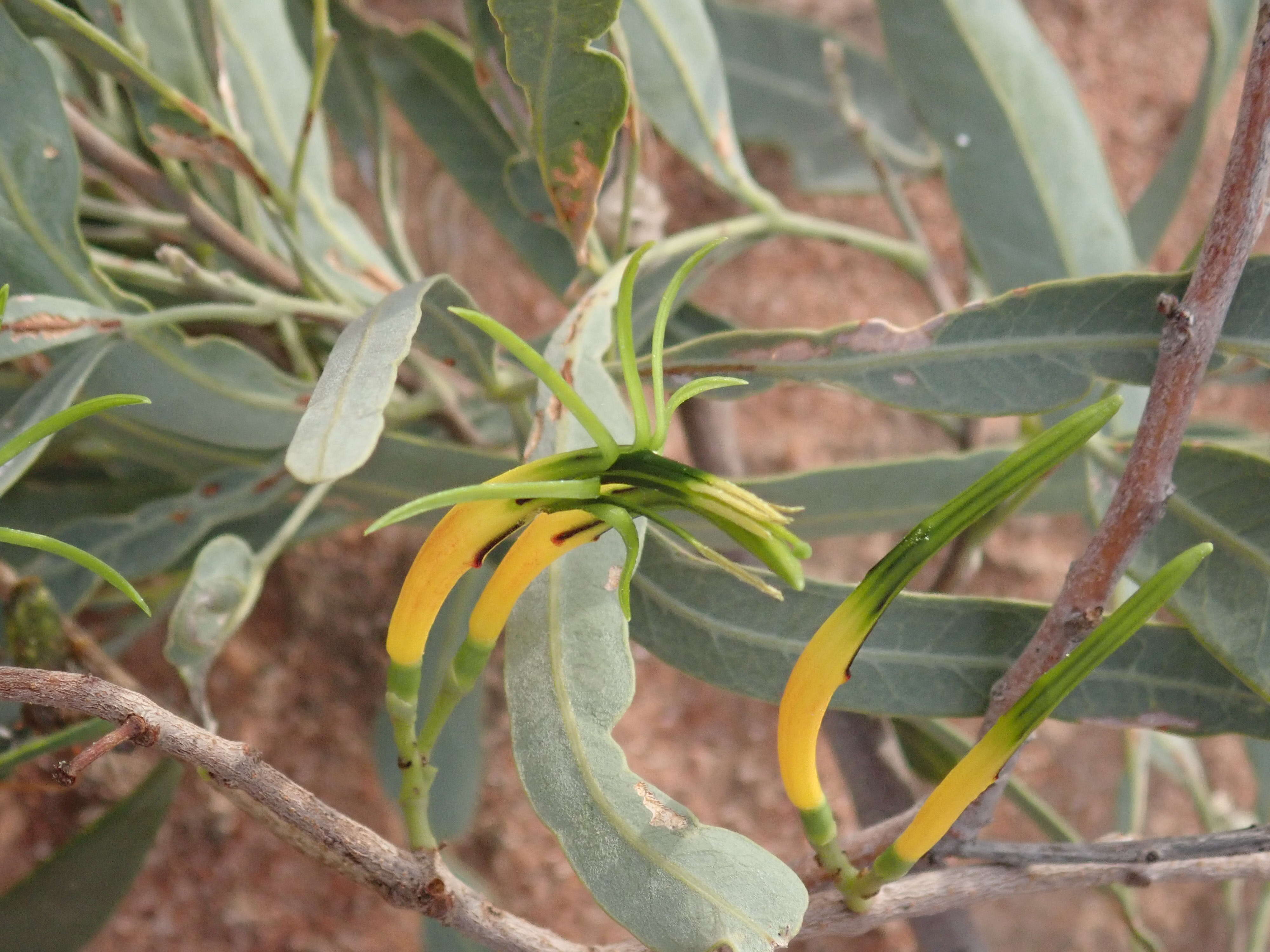 Image of Northern mistletoe