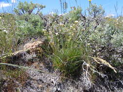 Image of Ballhead Sandwort