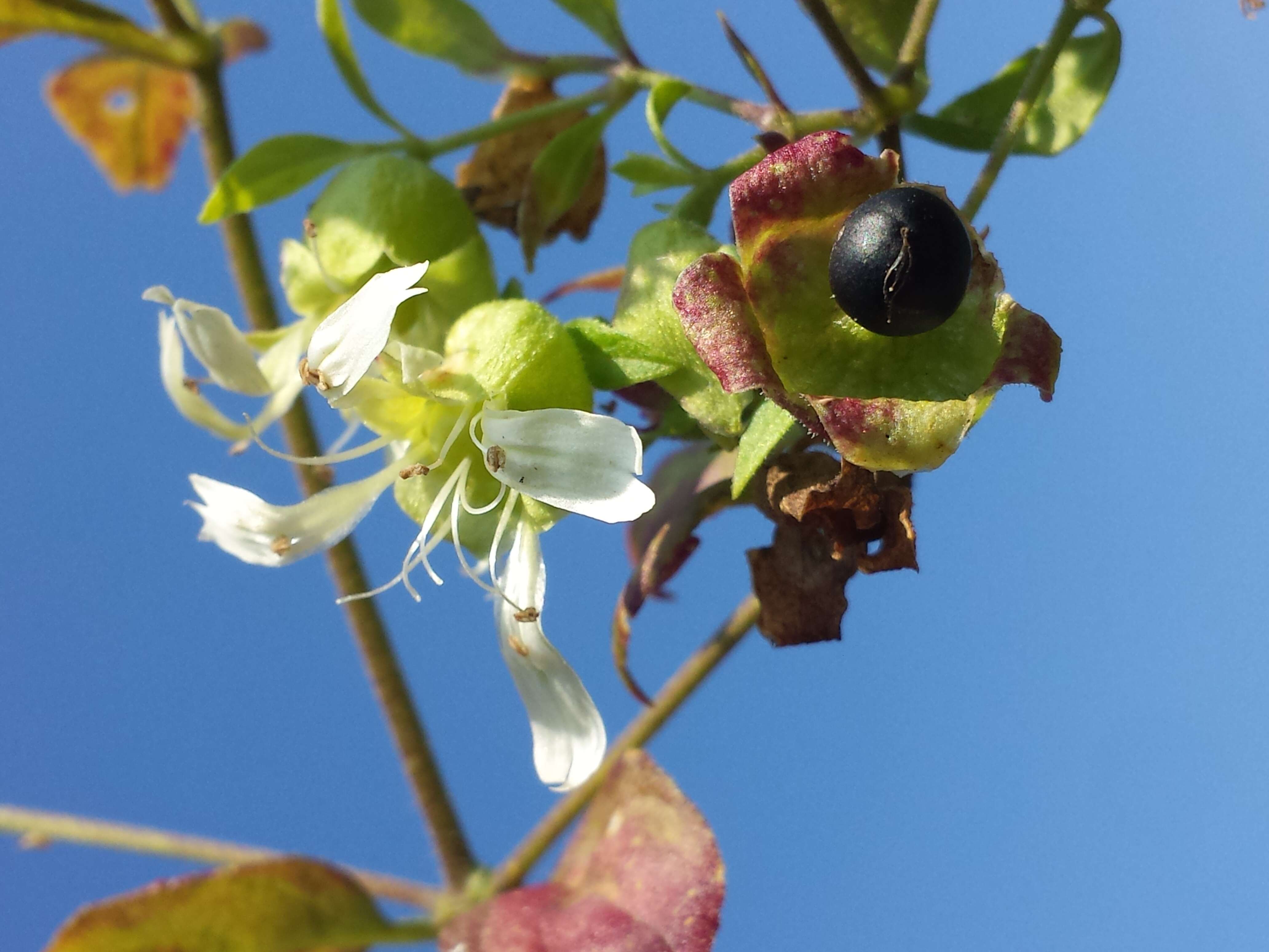 Imagem de Silene baccifera (L.) Roth