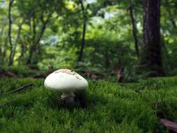 Image of False deathcap