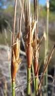 Image of bog-rush