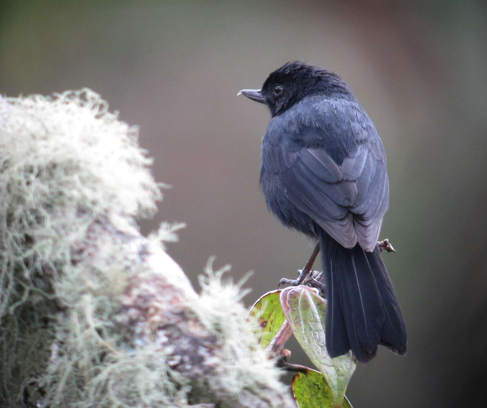 Image of Black Flower-piercer