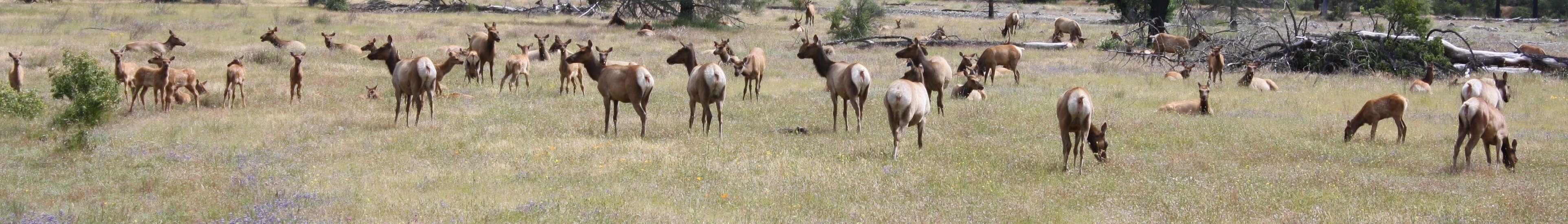 Image of Cervus canadensis nannodes