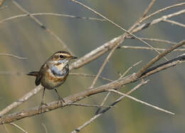 Image of Bluethroat