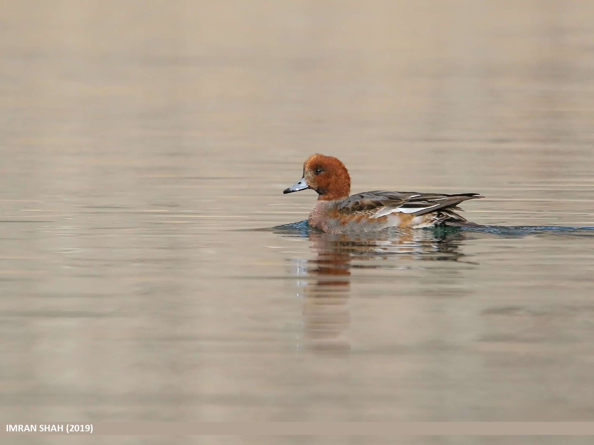 Image of Eurasian Wigeon