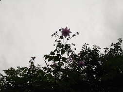 Image of Tree dahlia