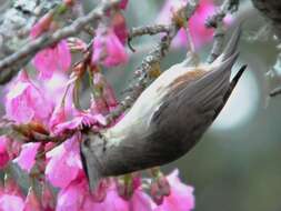 Image of Formosan Yuhina