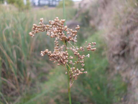 Imagem de Juncus usitatus L. A. S. Johnson