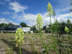 Слика од Reseda lutea L.