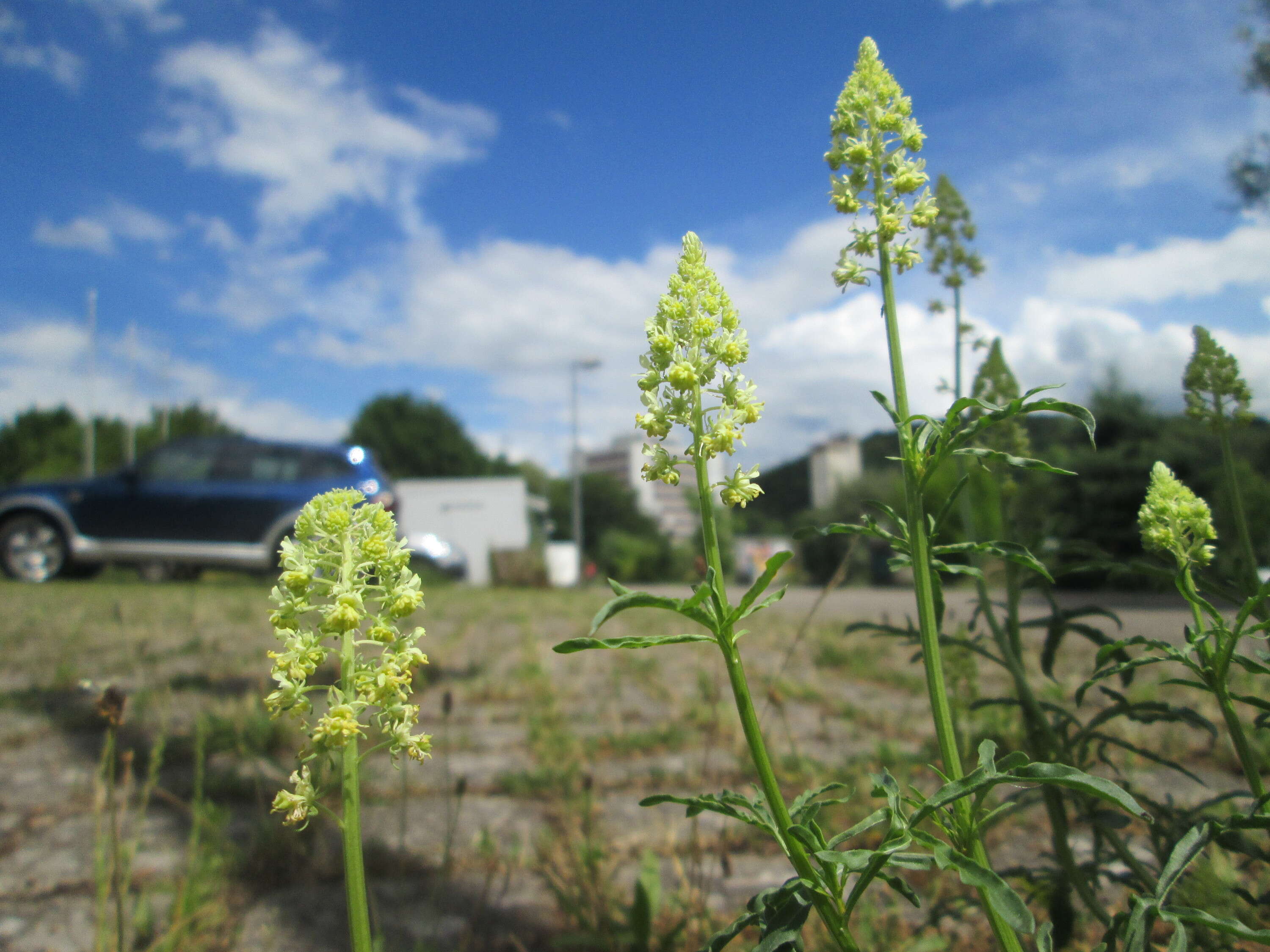 Слика од Reseda lutea L.