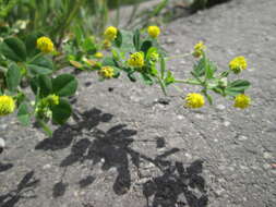 Image of black medick