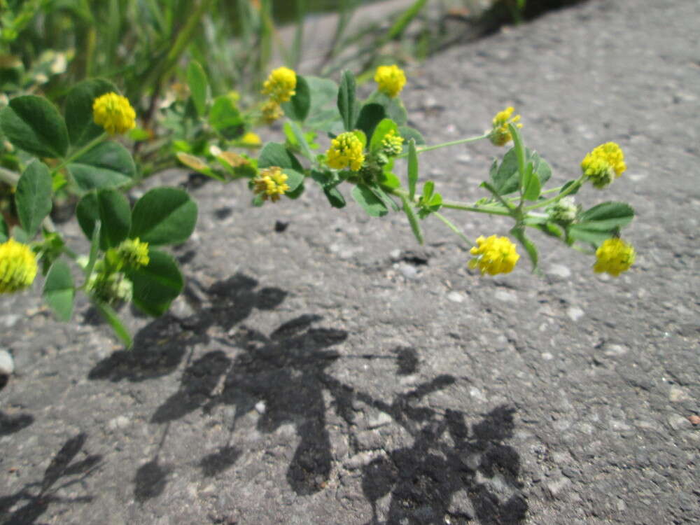 Image of black medick