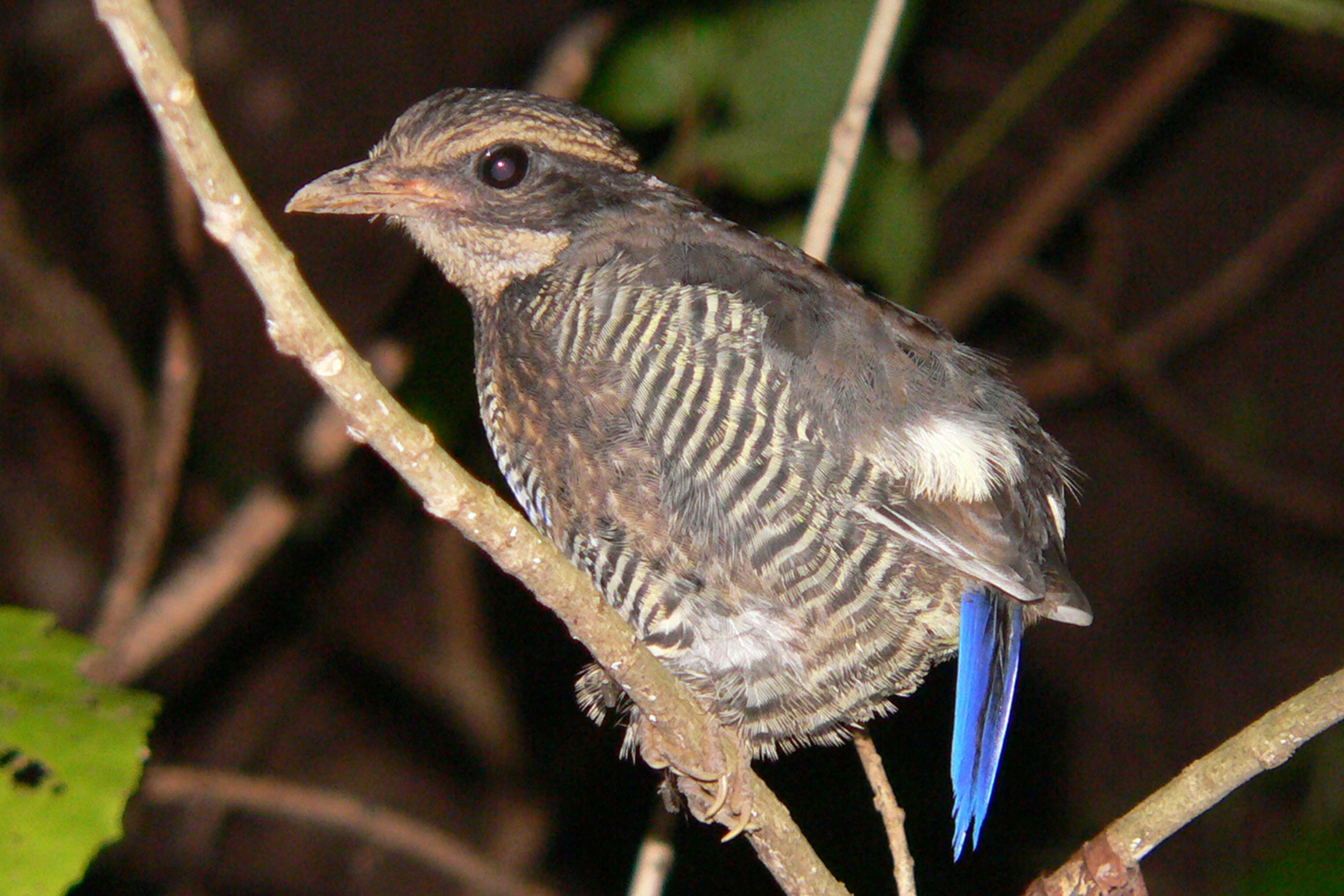 Image of Javan Banded Pitta