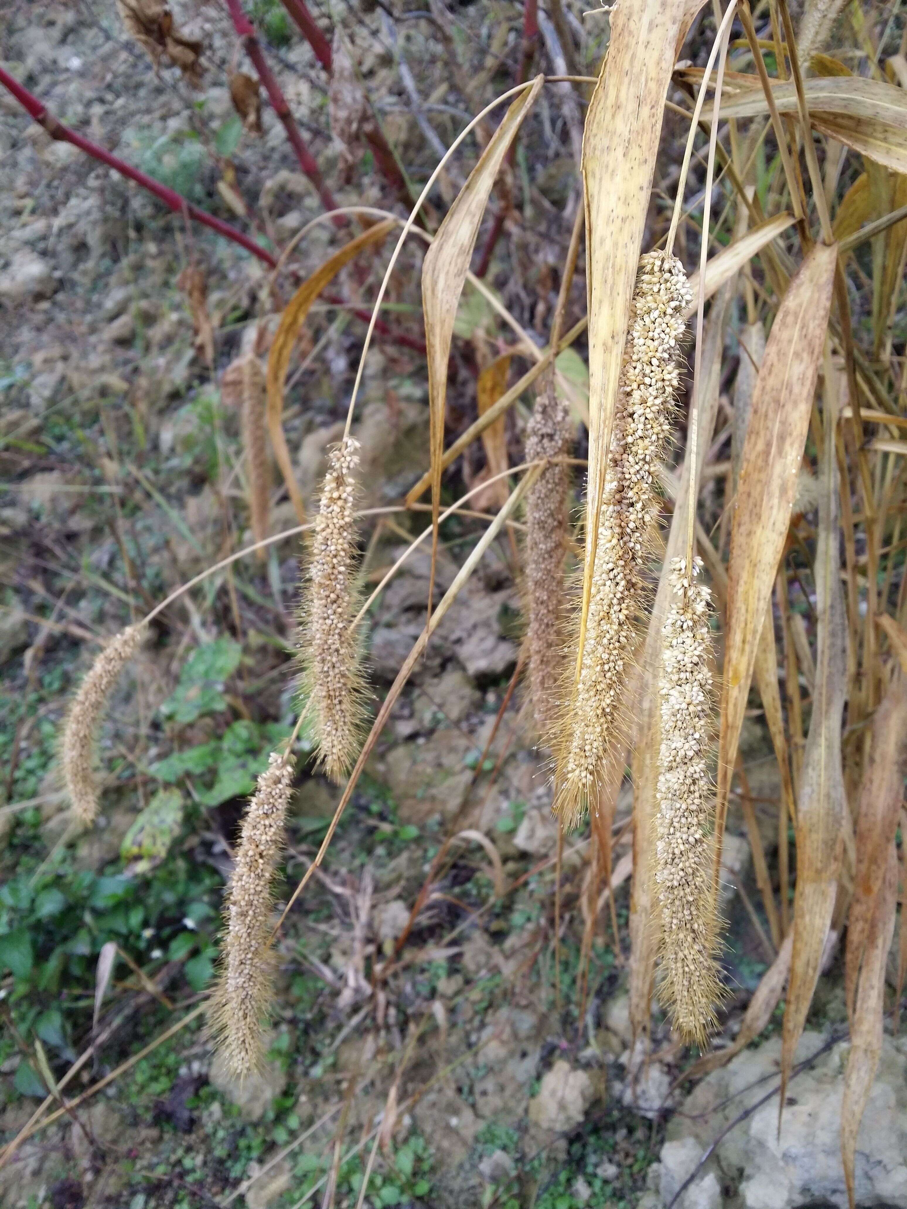 Image of Foxtail millet