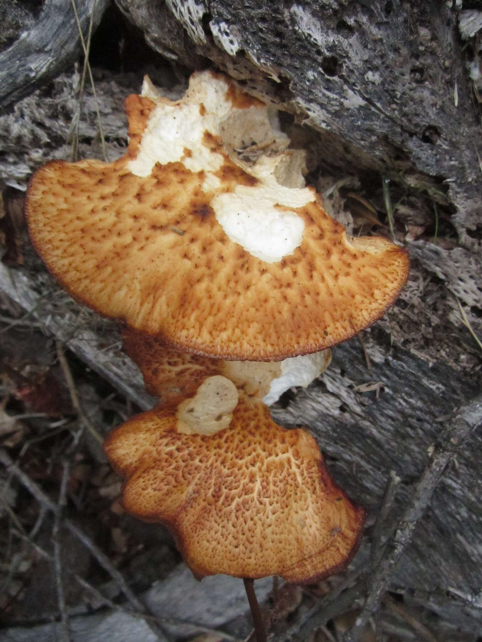 Polyporus radicatus Schwein. 1832 resmi