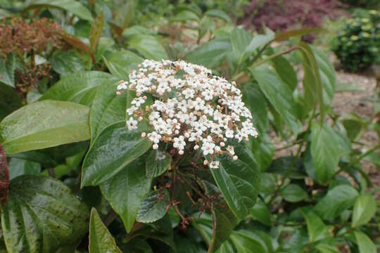 Image of Japanese viburnum