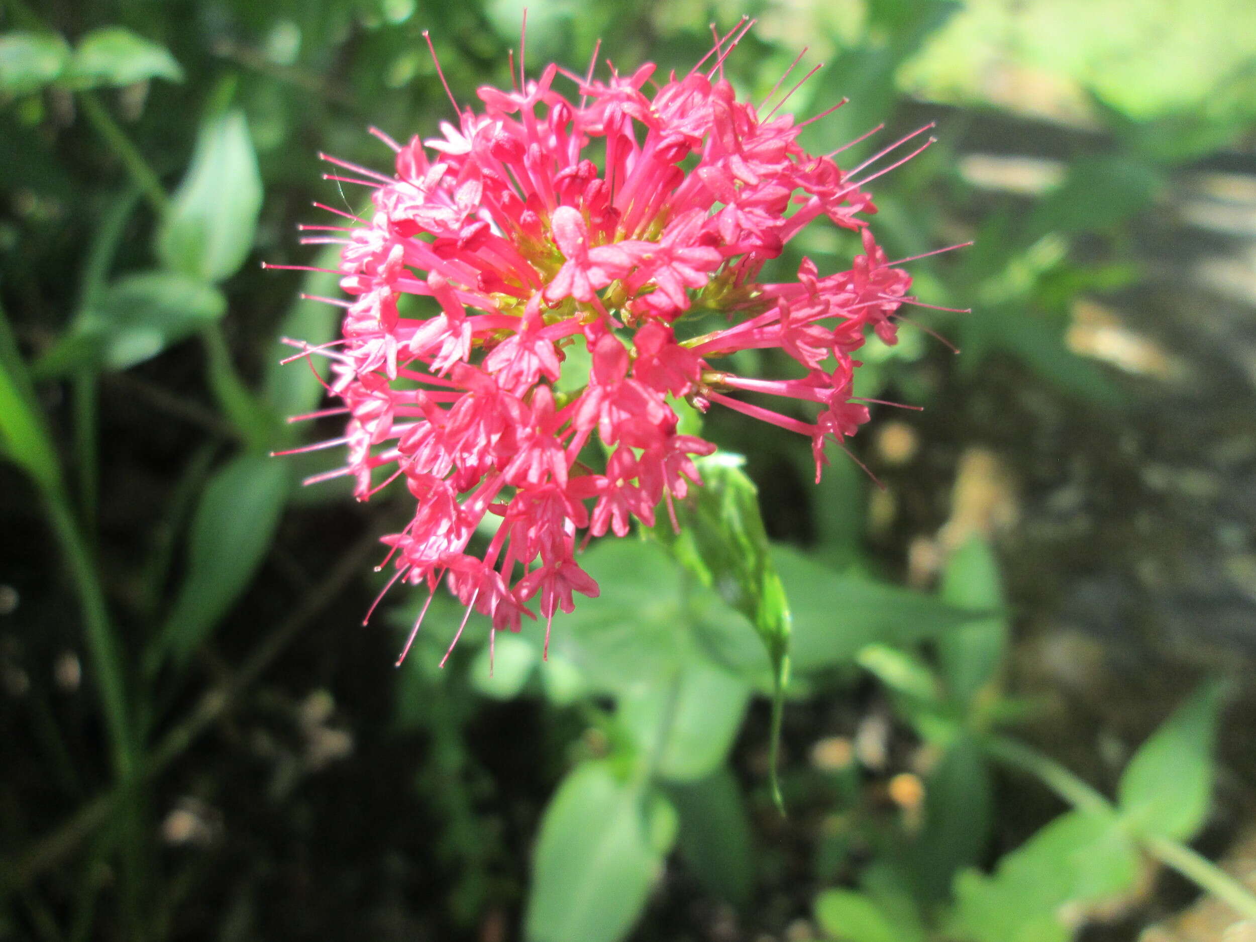 Image of Red Valerian