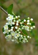 Image de Viburnum obovatum Walt.