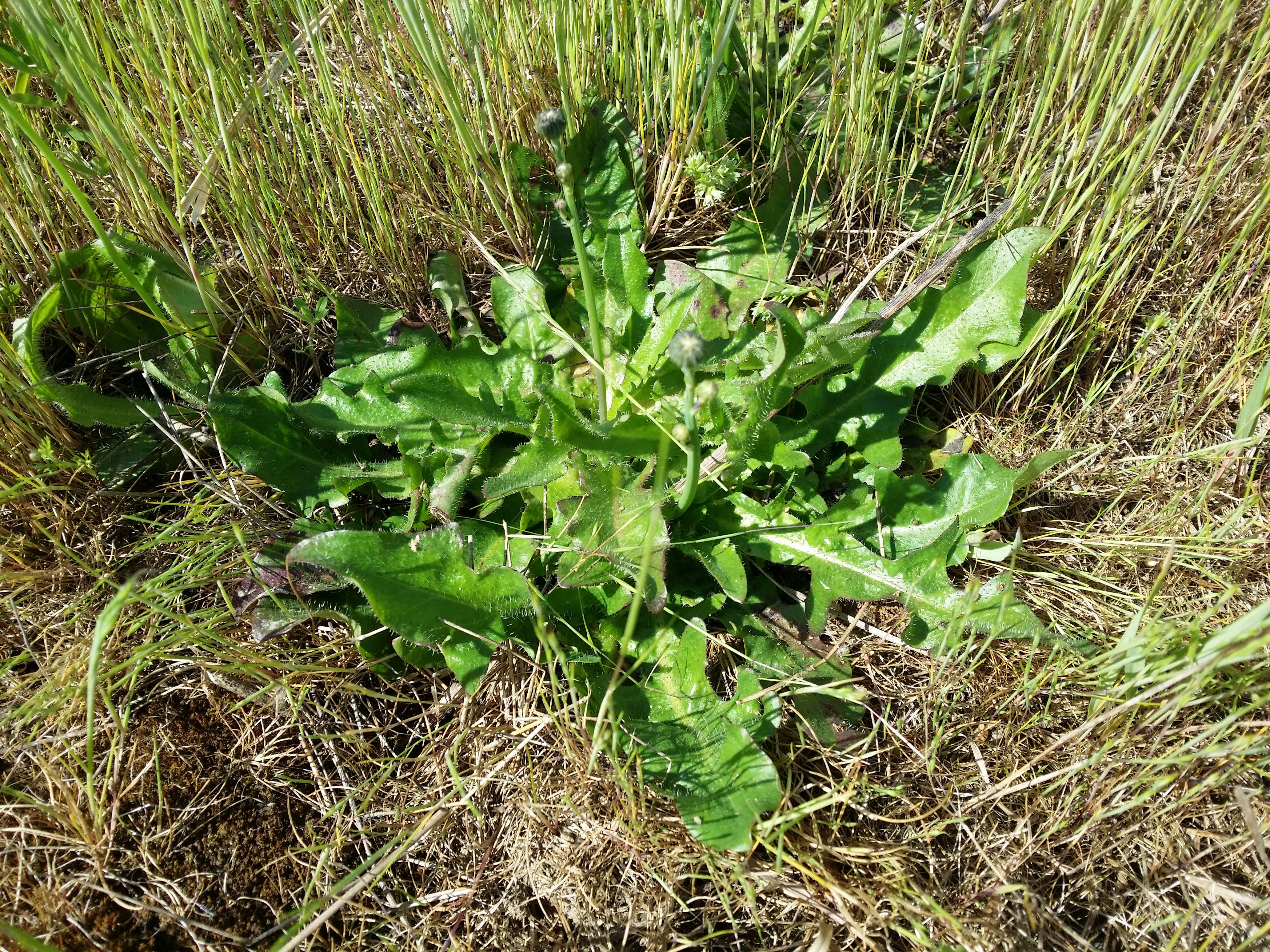 Image of Hairy Cat's-Ear