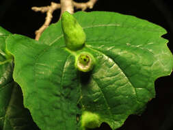 Image of Witch Hazel Cone Gall Aphid