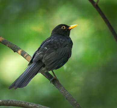 Image of Blackbird