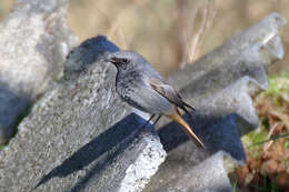 Image of Black Redstart