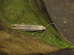 Image of Coleophora otidipennella