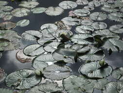 Image of European white waterlily