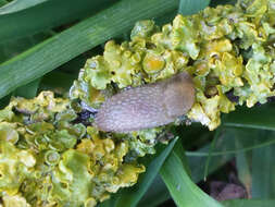 Image of hedgehog slug