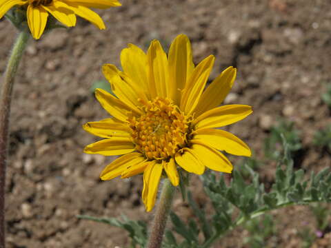 Image of Hooker's balsamroot