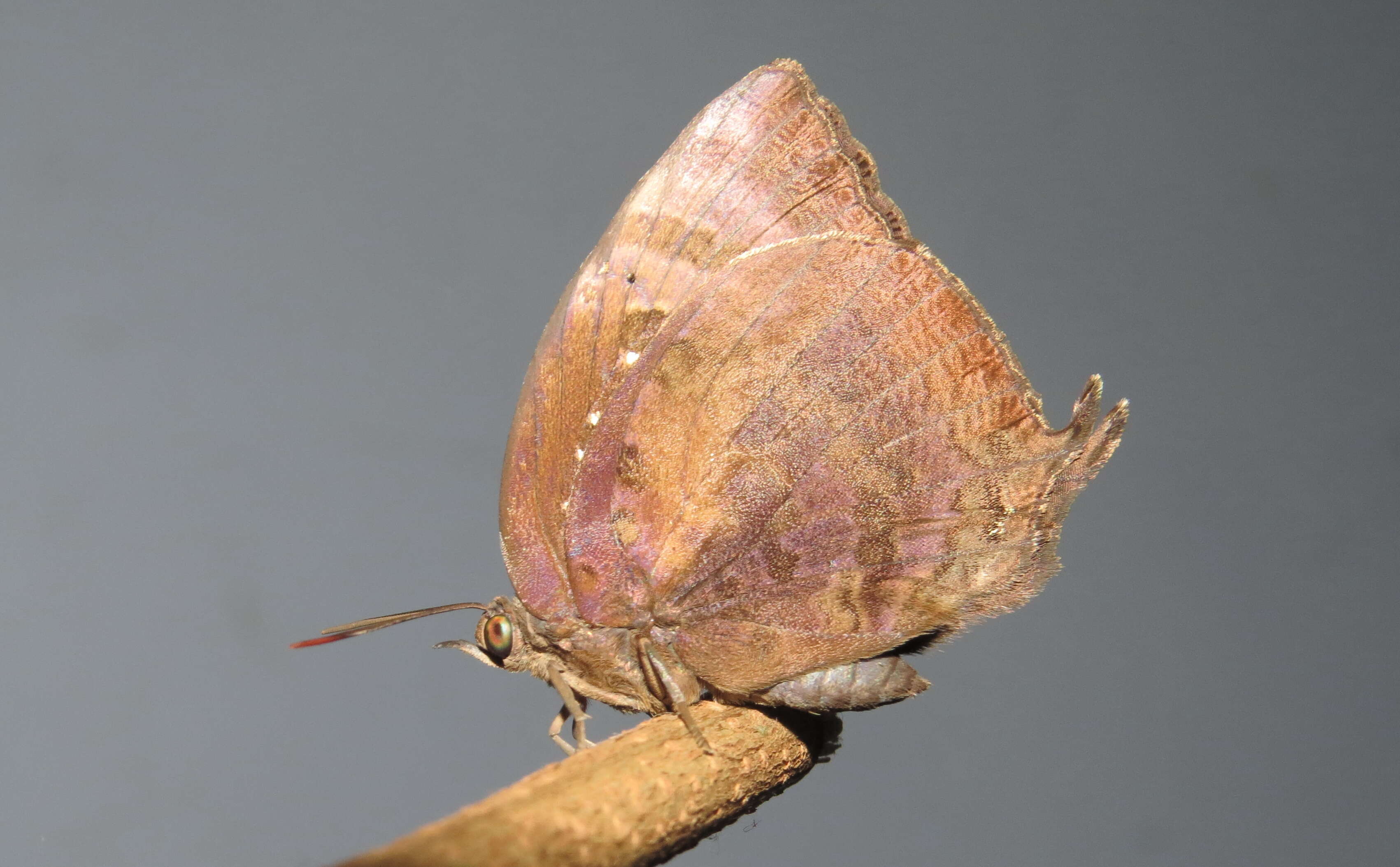 Plancia ëd Arhopala centaurus (Fabricius 1775)