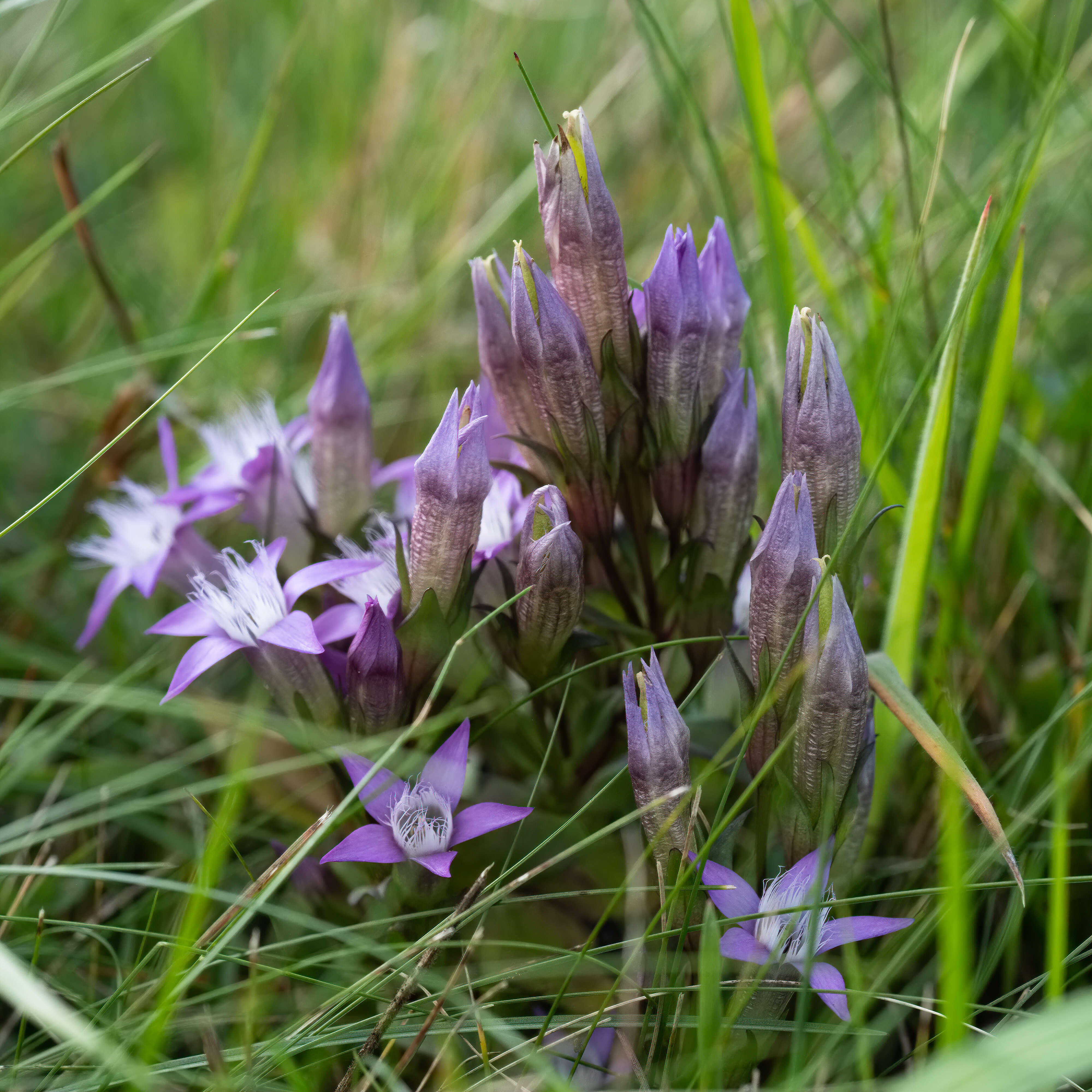 Image of chiltern gentian