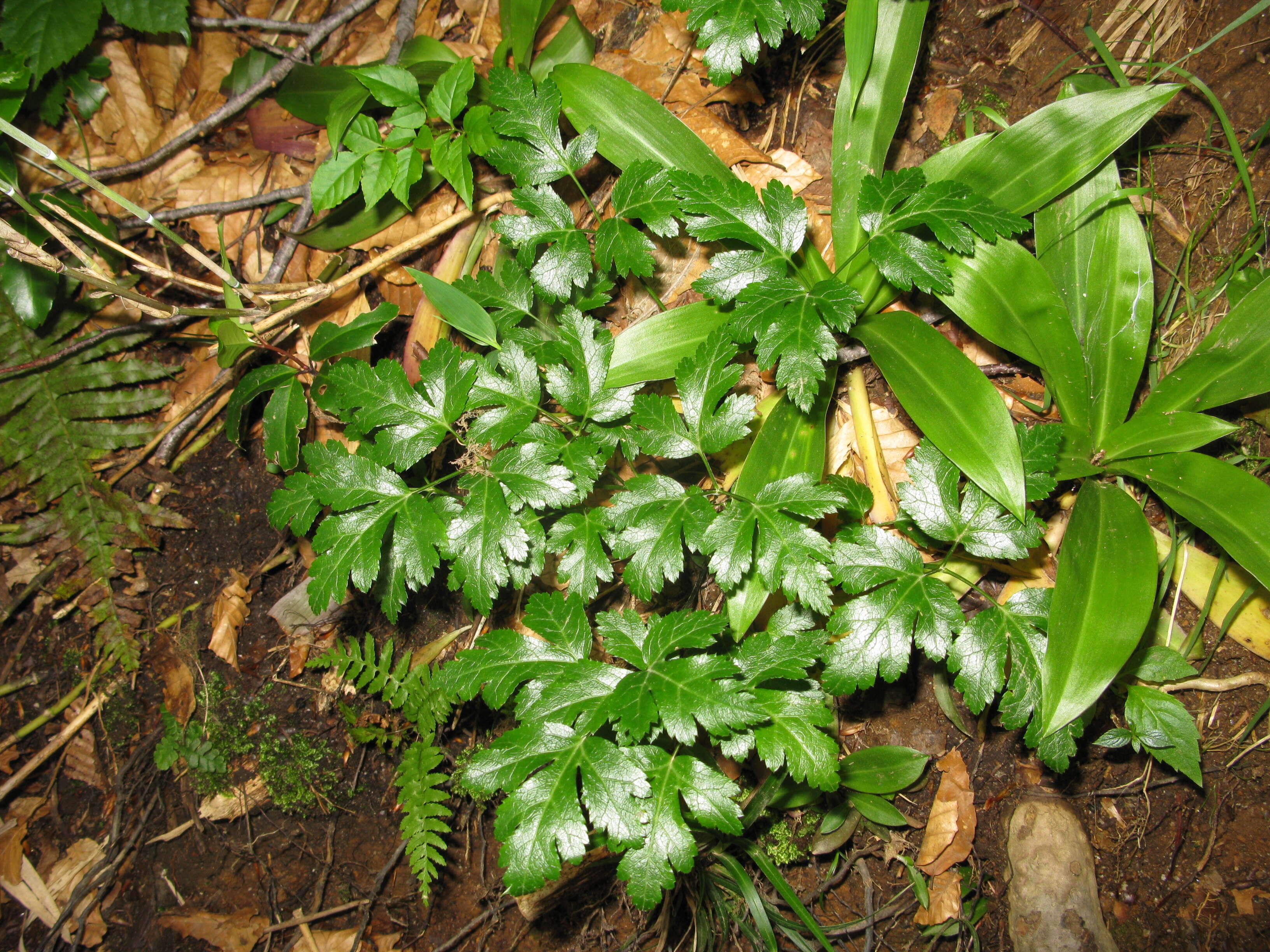 Image of Coptis japonica (Thunb.) Makino