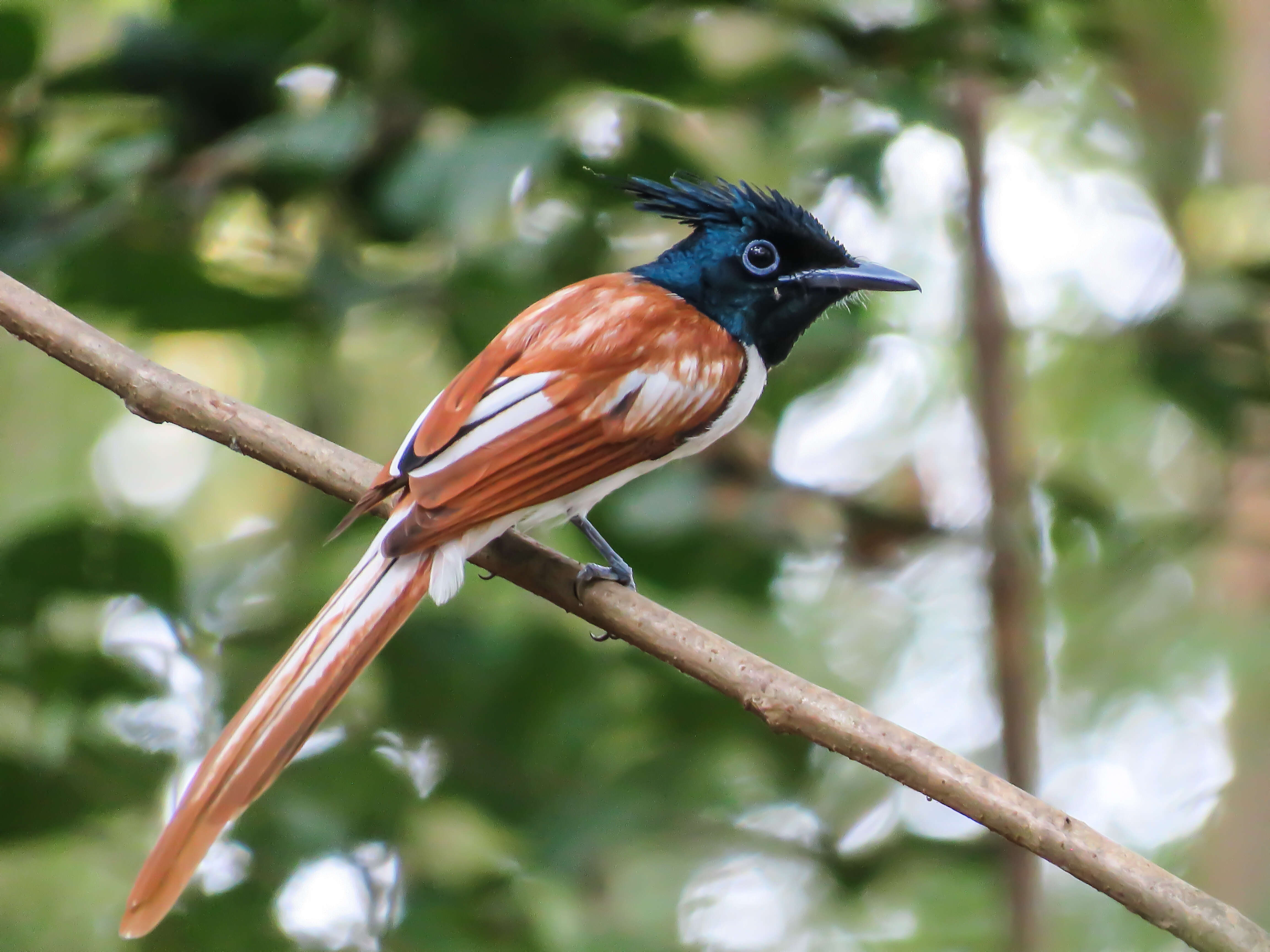 Image of Asian Paradise-Flycatcher