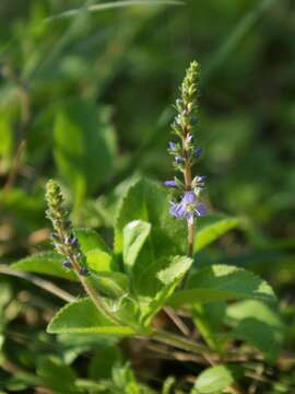 Image of Health Speedwell