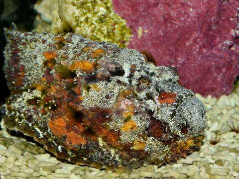 Image of Reef stonefish