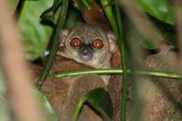 Lepilemur sahamalaza Andriaholinirina, Fausser, Roos, Zinner, Thalmann, Rabarivola & Ravaoarimanana et al. 2017的圖片