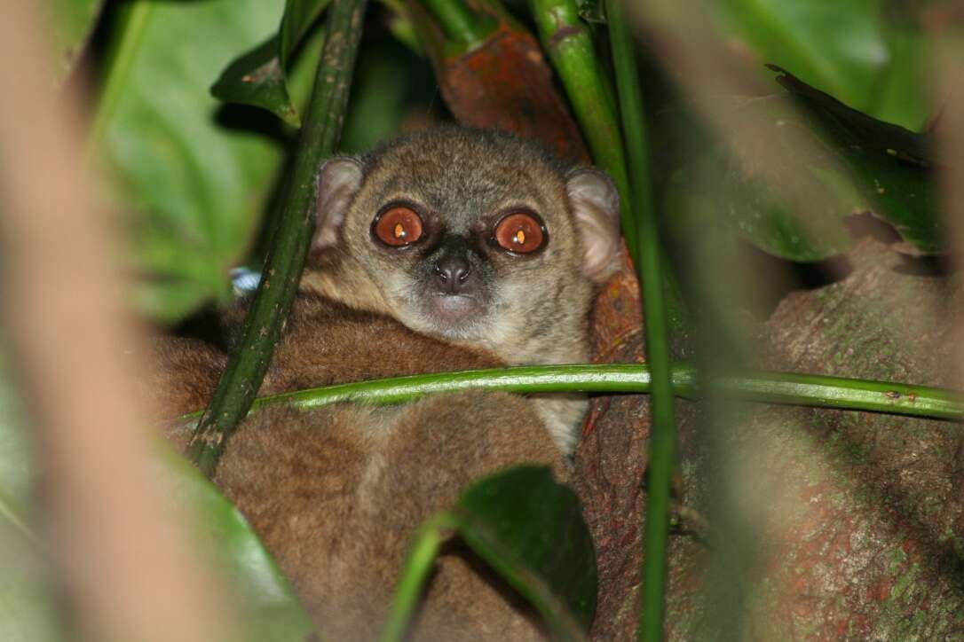 Lepilemur sahamalaza Andriaholinirina, Fausser, Roos, Zinner, Thalmann, Rabarivola & Ravaoarimanana et al. 2017的圖片