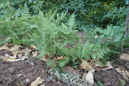 Image of oakfern