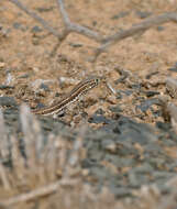 Image de Pedioplanis namaquensis (Duméril & Bibron 1839)