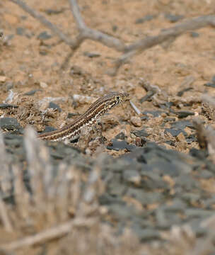 صورة Pedioplanis namaquensis (Duméril & Bibron 1839)