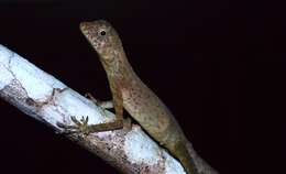 Image of Dusky Earless Agama